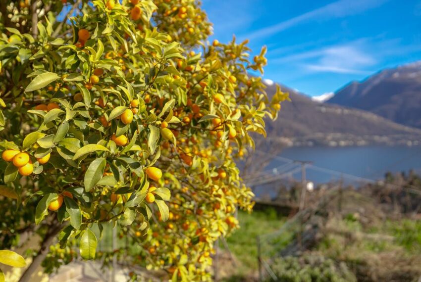 Pianello -8868 (Copy)